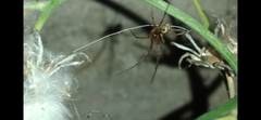 Parasteatoda tepidariorum
