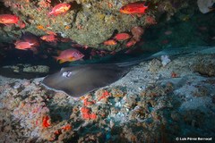 Pateobatis jenkinsii