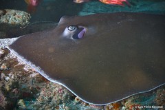 Pateobatis jenkinsii