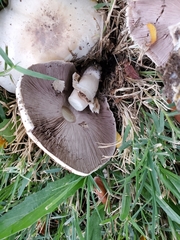 Agaricus