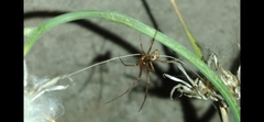 Parasteatoda tepidariorum