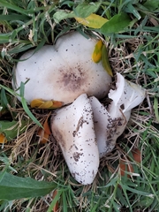 Agaricus