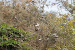 Streptopelia roseogrisea