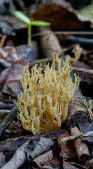 Ramaria decurrens