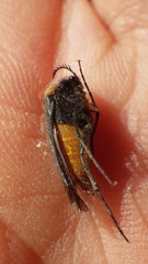 Metoecus paradoxus