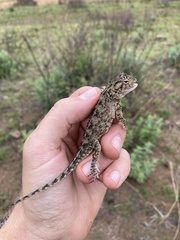 Agama aculeata distanti