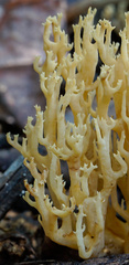 Ramaria decurrens