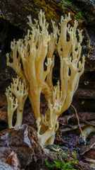 Ramaria decurrens