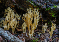 Ramaria decurrens