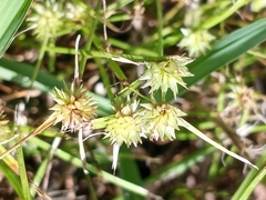 Cyperus brevifolioides