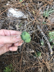 Opuntia mesacantha