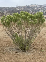 Baccharis sarothroides