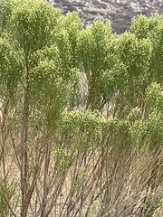 Baccharis sarothroides