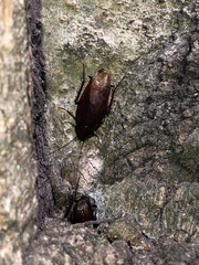 Periplaneta fuliginosa