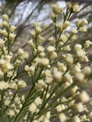 Baccharis sarothroides