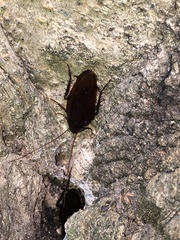 Periplaneta fuliginosa