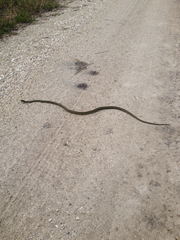 Thamnophis proximus orarius