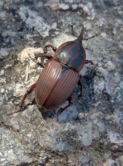 Sphenophorus crassus