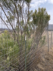 Baccharis sarothroides