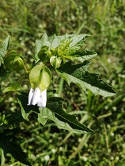 Nicandra physalodes