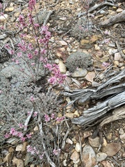 Eriogonum kennedyi