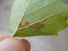 Ectoedemia clemensella