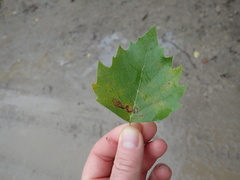 Ectoedemia clemensella