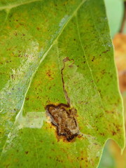 Ectoedemia clemensella
