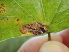 Ectoedemia clemensella