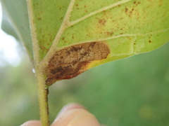 Ectoedemia clemensella