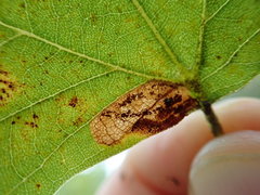 Ectoedemia clemensella