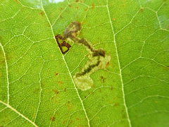 Ectoedemia clemensella