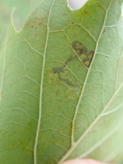 Ectoedemia clemensella