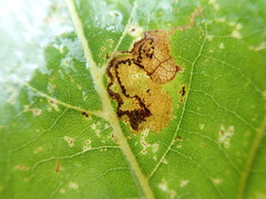 Ectoedemia clemensella