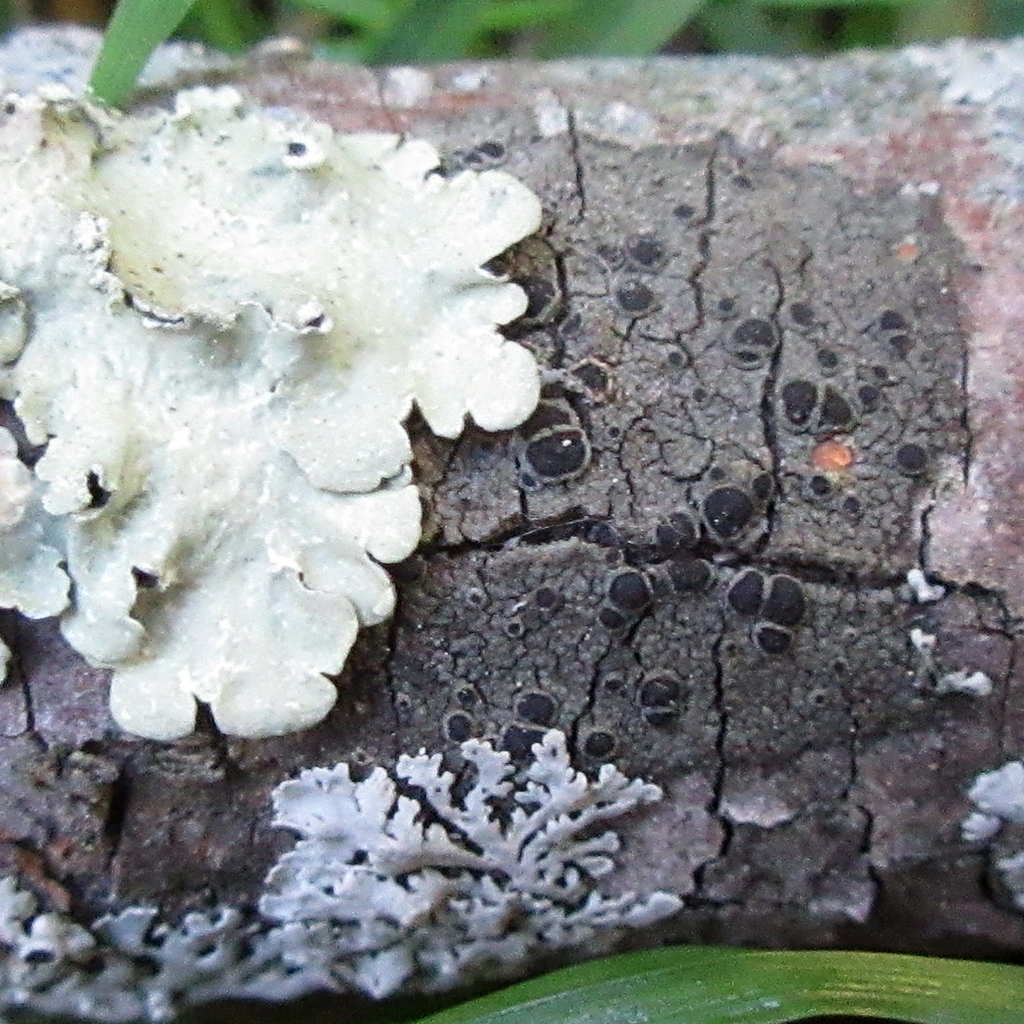 Rinodina populicola