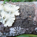 Rinodina populicola - Photo (c) Janie Collin, algunos derechos reservados (CC BY-NC), subido por Janie Collin