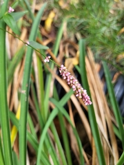 Persicaria