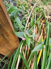 Persicaria