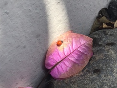 Cycloneda emarginata