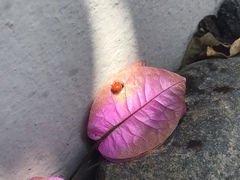 Cycloneda emarginata