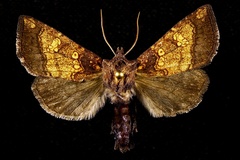 Papaipema cataphracta