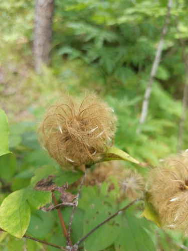 Clematis fusca iNat (3)