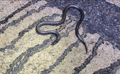 Atractaspis bibronii