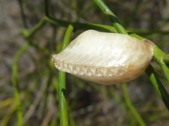 Orthoderella