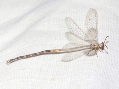 Clathroneuria schwarzi