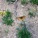 Argynnis atlantis sorocko - Photo (c) dbond, μερικά δικαιώματα διατηρούνται (CC BY-NC)