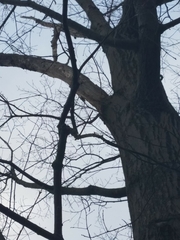 Sitta carolinensis