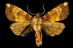 Papaipema polymniae