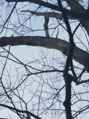 Sitta carolinensis