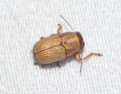 Pachybrachis mellitus